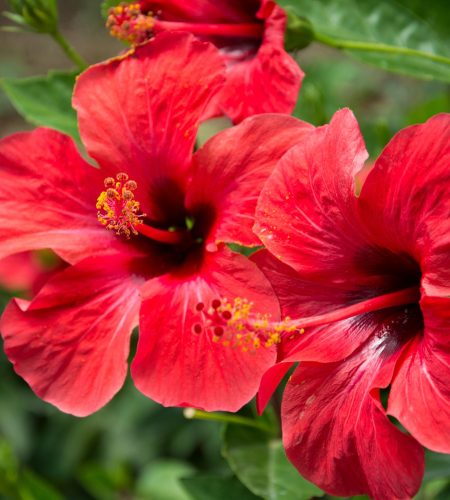 Red hibiscus flower on a green blurred background