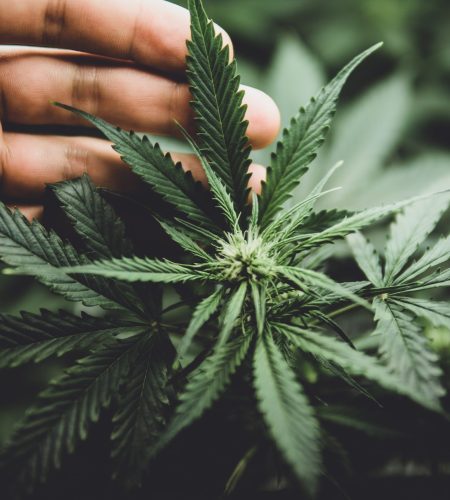 In door grow hemp. Cannabis at the beginning of flowering. Legal Marijuana cultivation in the home. Green background of leaves. Young cannabis plant. Medicinal indica with CBD.